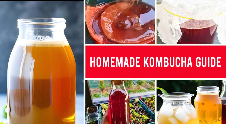 Is Kombucha Good for You? Your Guide to Homemade Kombucha
