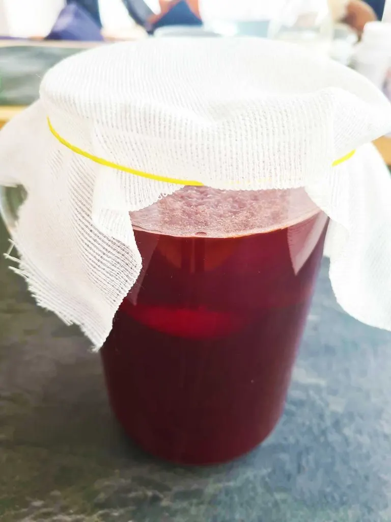 pui de kombucha