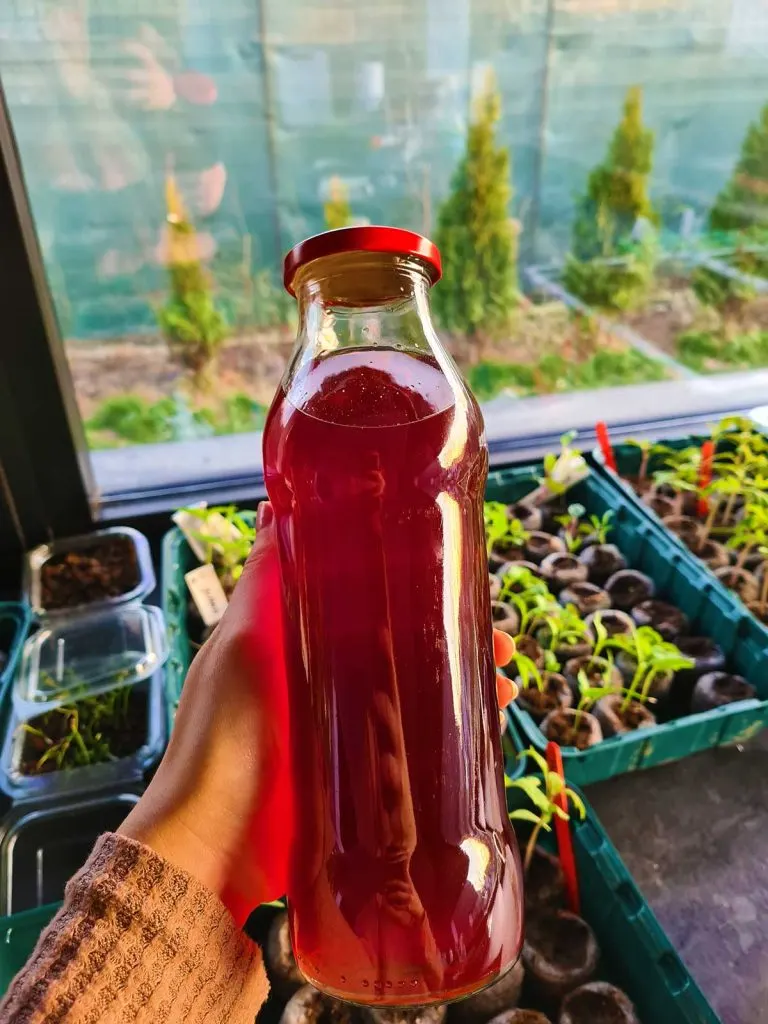 kombucha la sticla facuta acasa