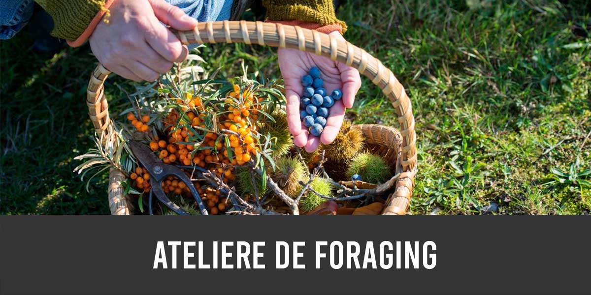 ateliere de foraging