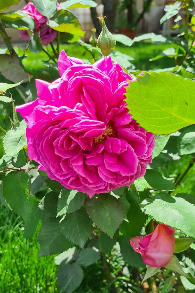 How to Grow Edible Roses for Jams, Beauty Products, and more!