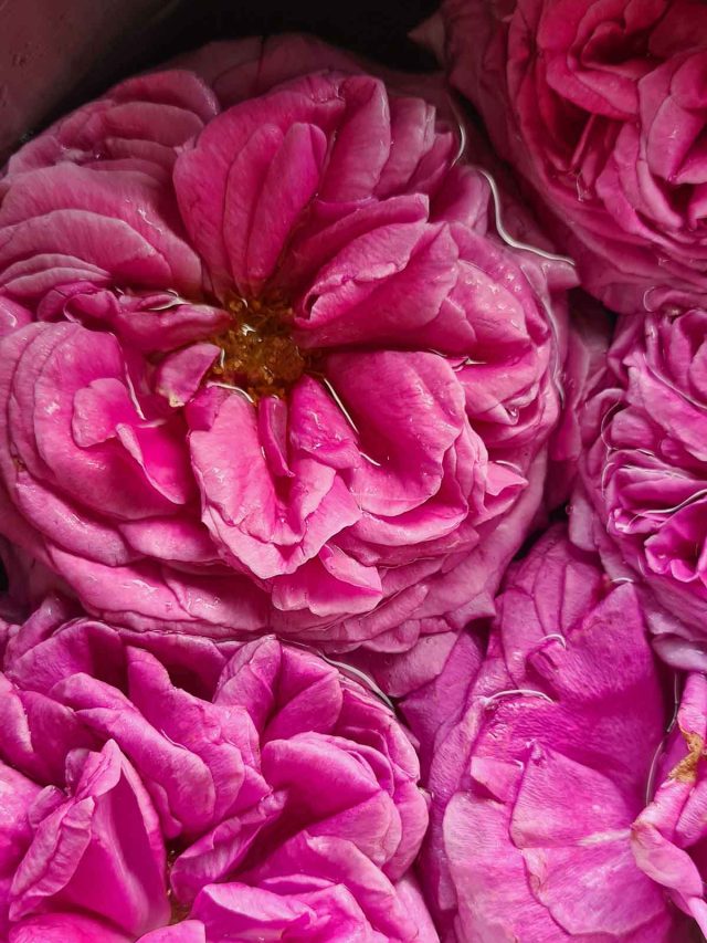 All About Edible Roses: Unleash the Power of Petals for Delicious Jams, Beauty Secrets, and More!