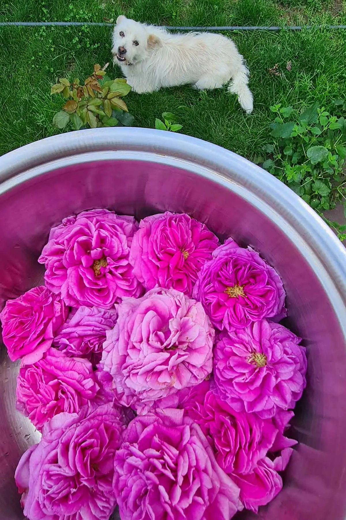 edible roses harvest