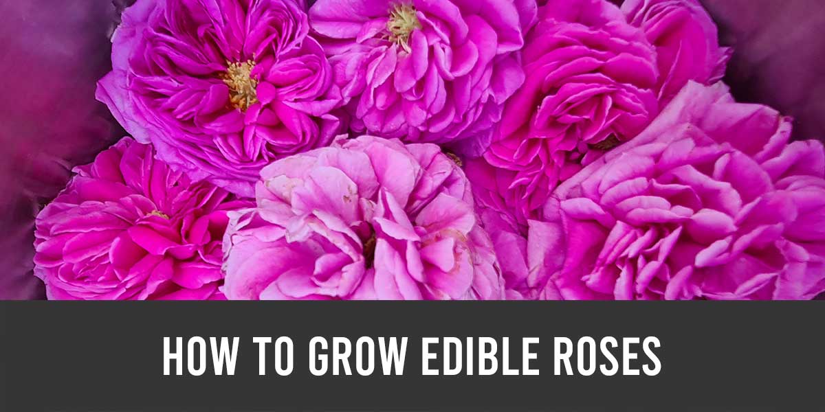 Pure Red Rose Petals - Edible & Natural - For Tea, Desserts & Decoration