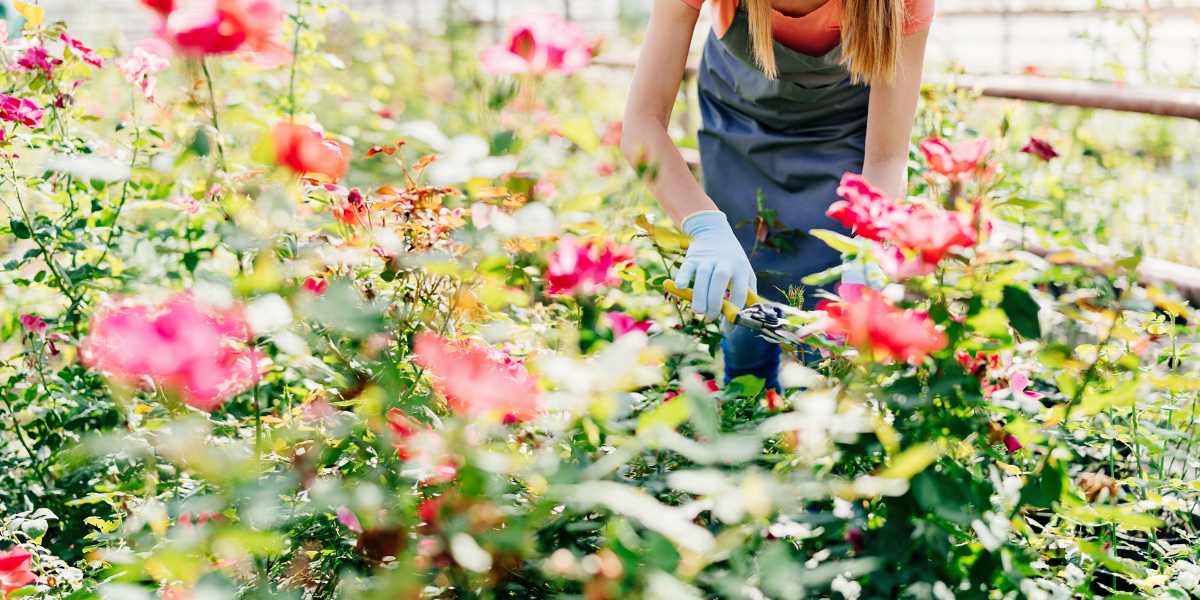 how to grow edible roses