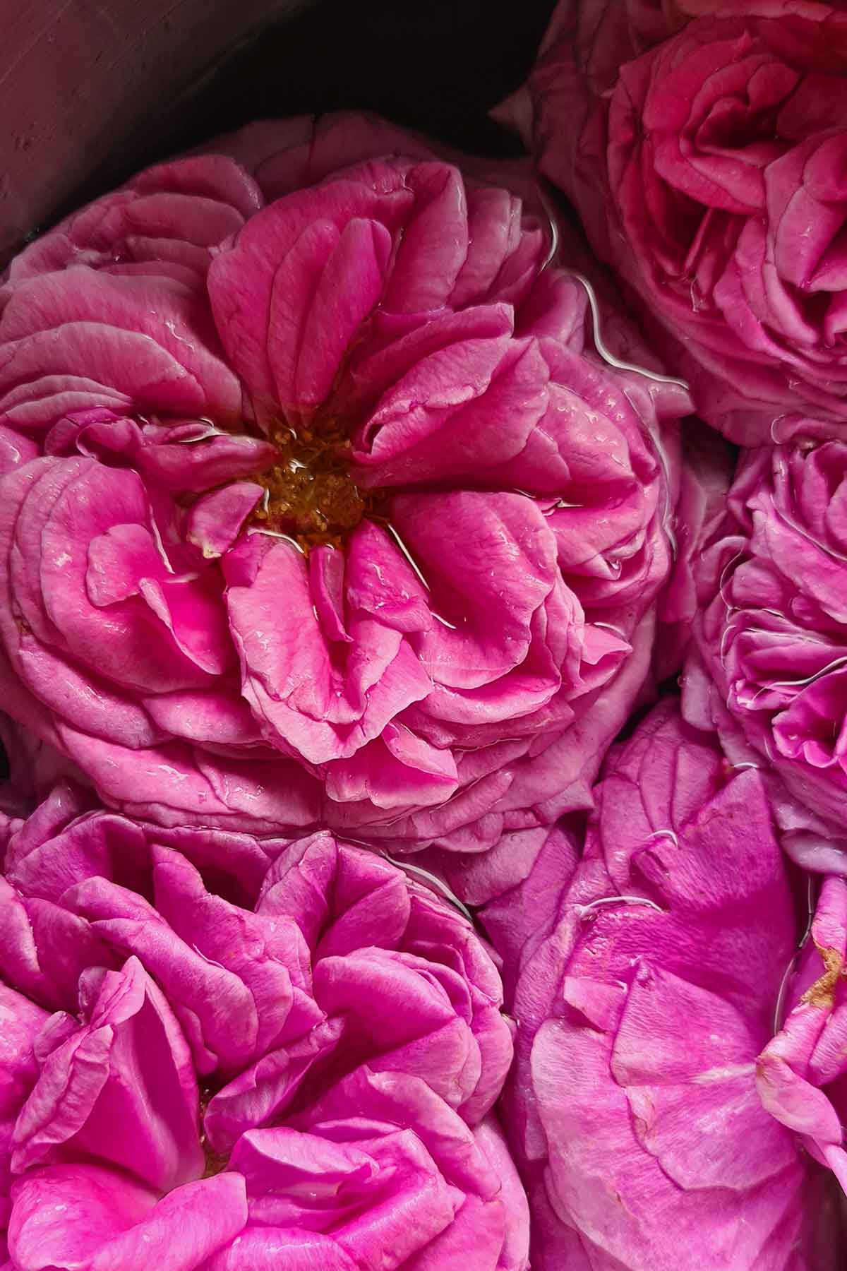 All About Edible Roses: Unleash the Power of Petals for Delicious