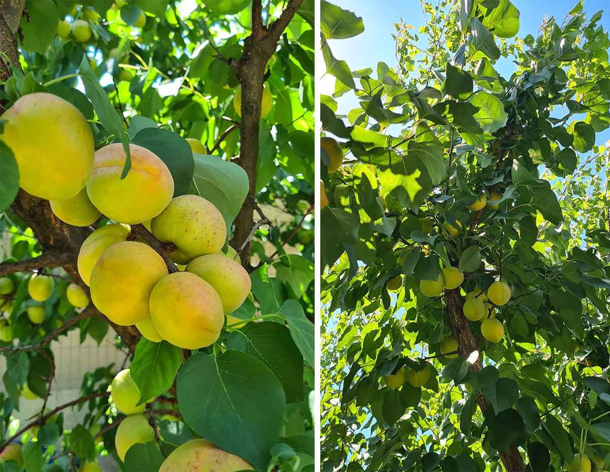 apricots in tree