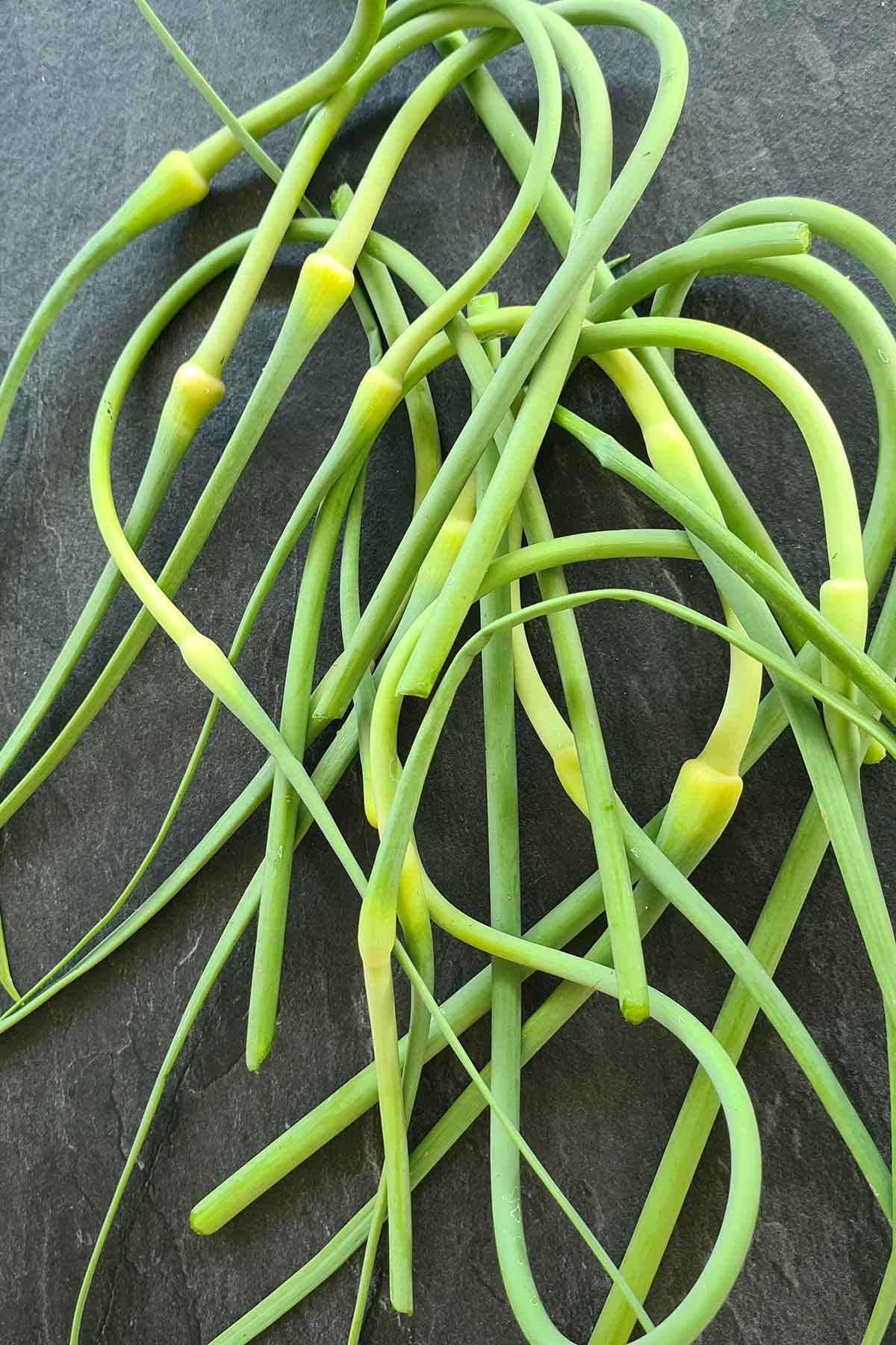Fresh garlic scapes, the curly flower stalks of hardneck garlic, from the garden