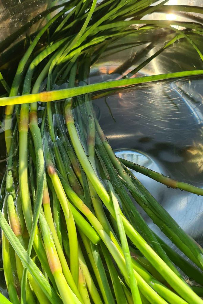 Preparing garlic scapes, trimming the woody ends and flower buds