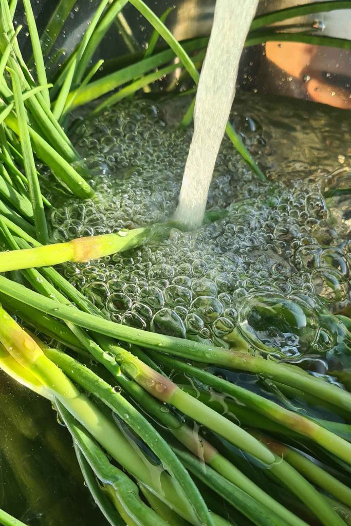 Rinsing fresh garlic scapes under running water