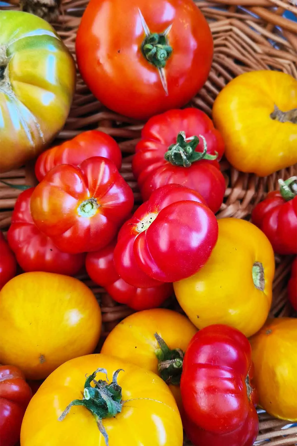 ripe tomatoes