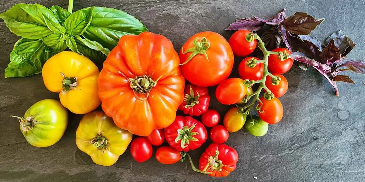 tomatoes and basil 