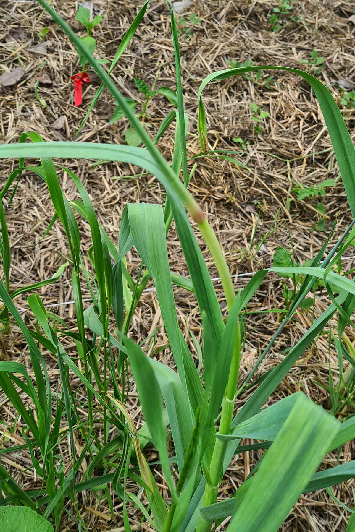 Garlic scapes curling in the garden bed, ready to cut in early summer