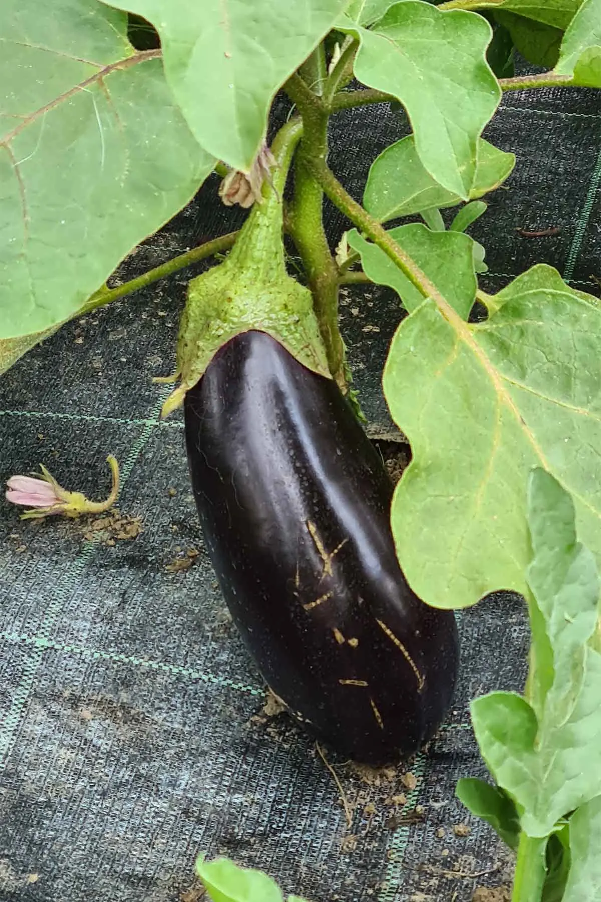 Eggplant harvest from the garden 