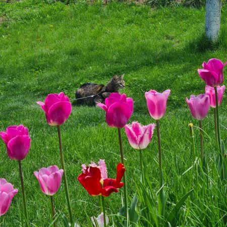 Luna the cat among the flowers