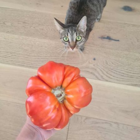 Our best tomato harvest