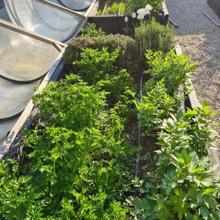 Raised vegetable beds in our garden
