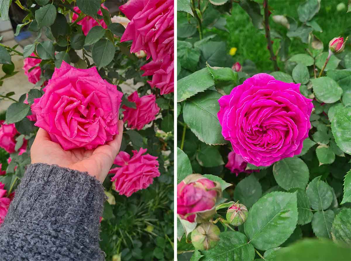 Edible Damascus rose for tea