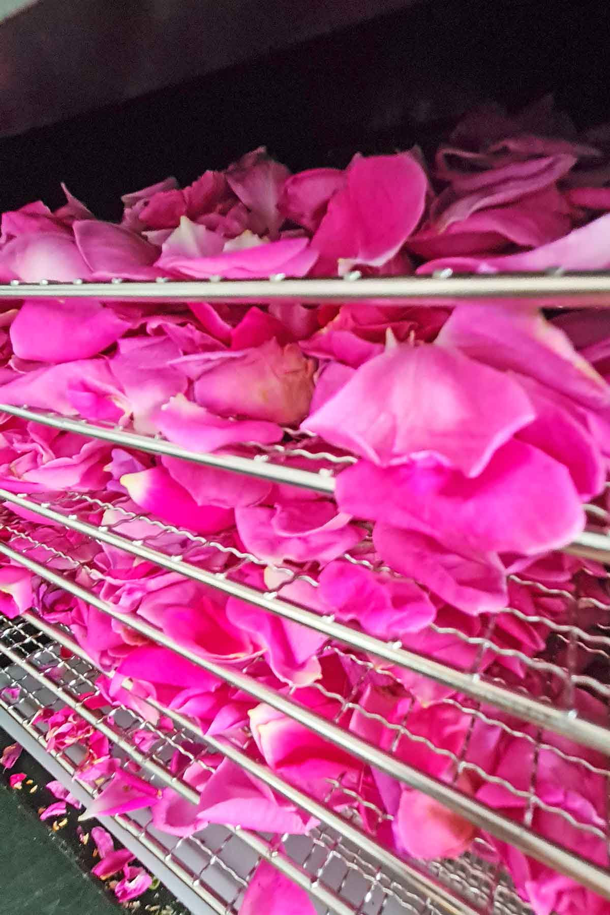 Dehydrating rose petals