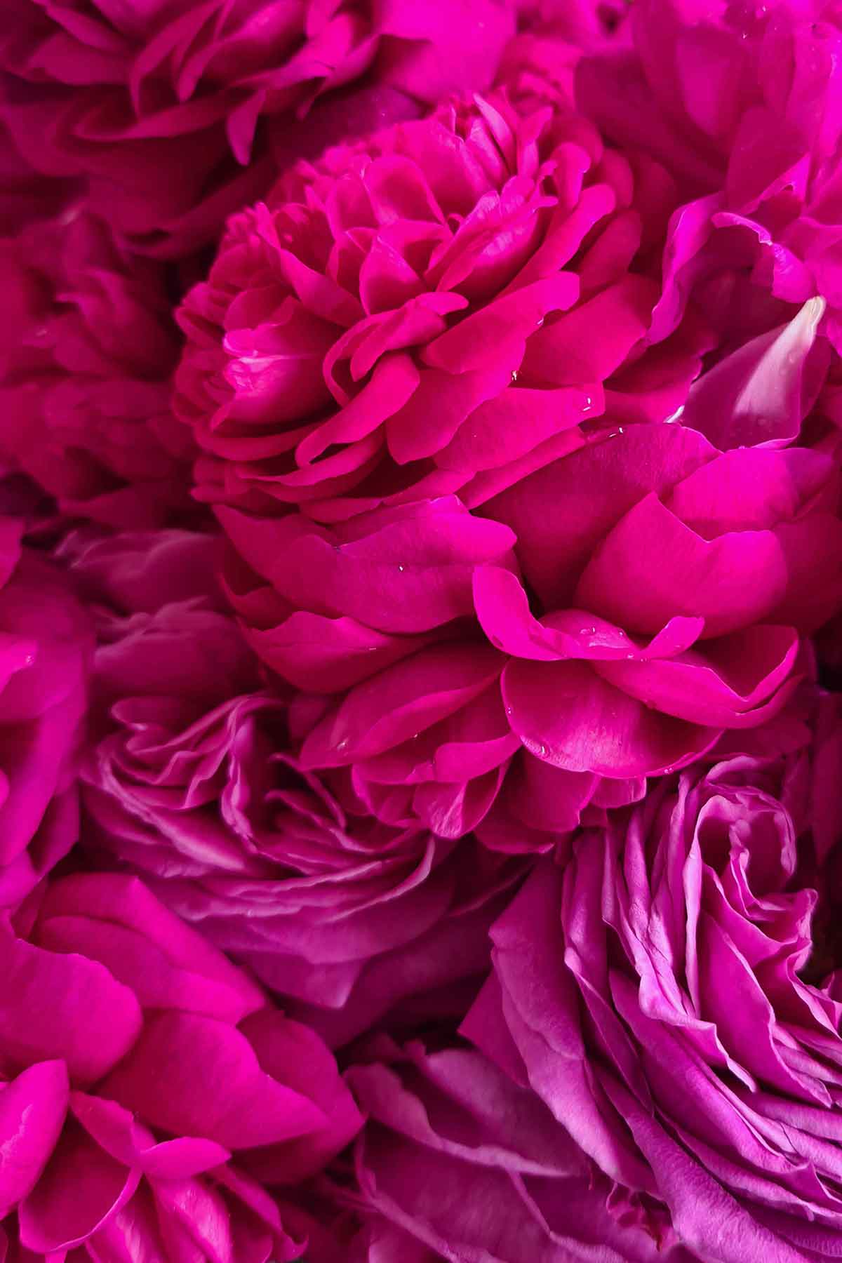 Harvested rose petals spread out for drying