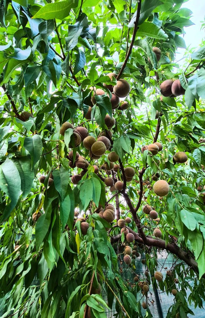 red peach tree