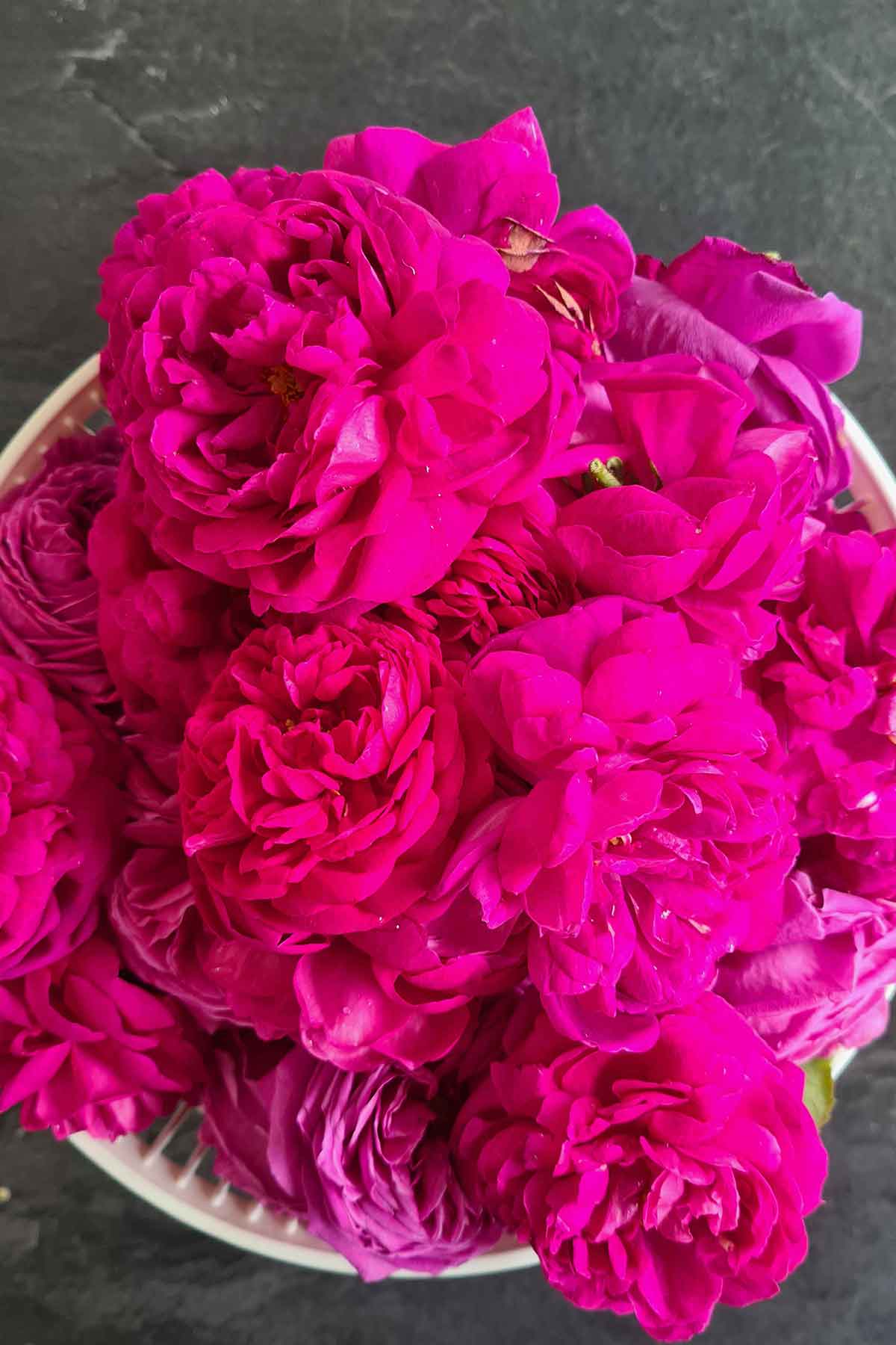 Freshly harvested roses for making tea