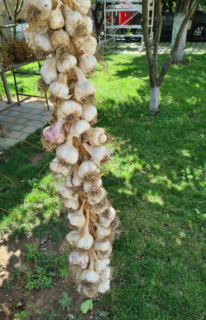 garlic from my garden