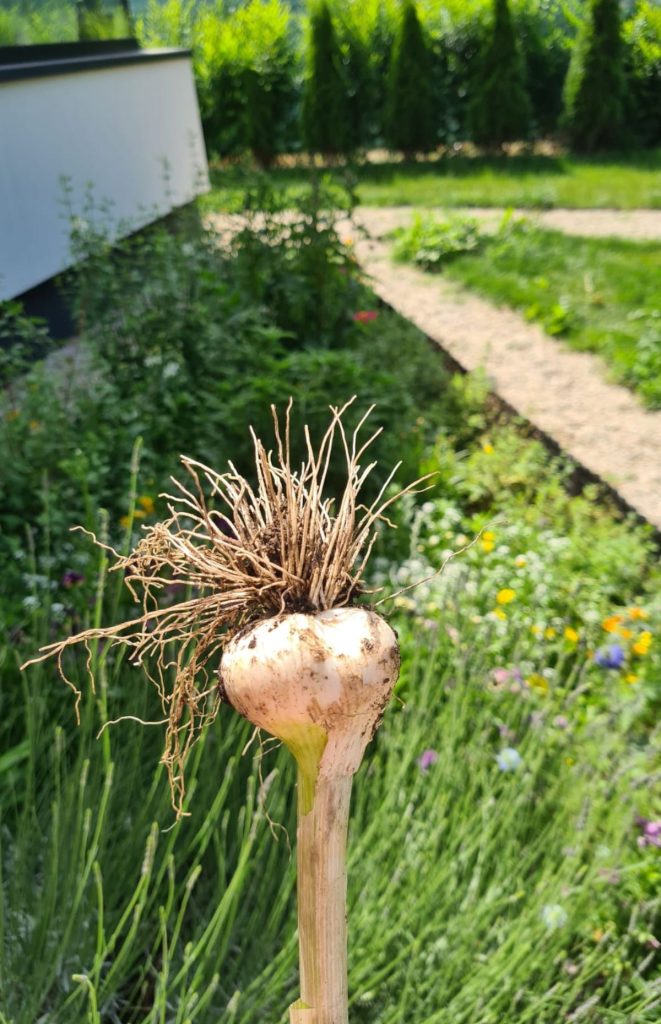 garlic from my garden harvest