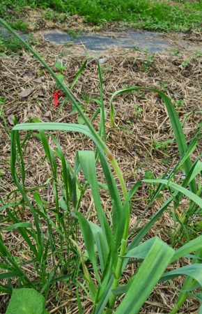 green garlic