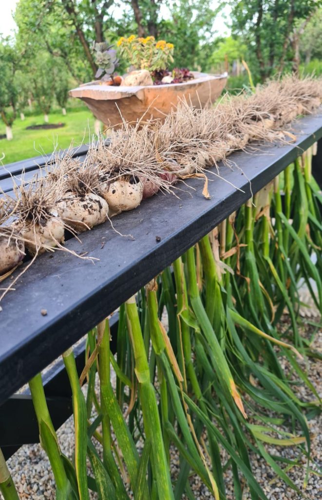 how i cure garlic from my garden