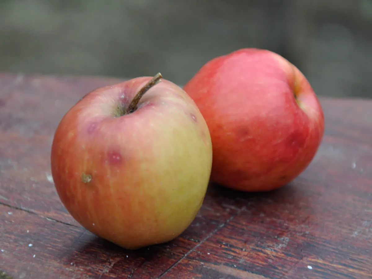 Two red and green-yellow apples with a few natural spots, side by side on a dark red wooden table, ready to be juiced with sour cherries.