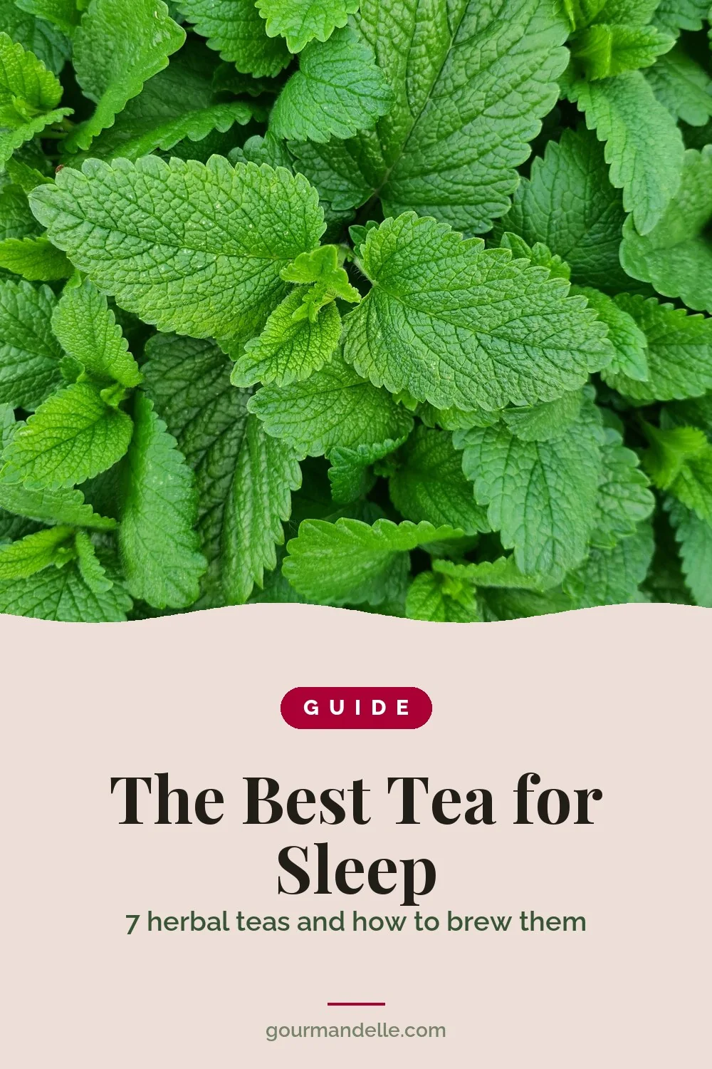 Guide cover for The Best Tea for Sleep, with fresh lemon balm leaves from the garden, bright green and crinkled, seen from above.