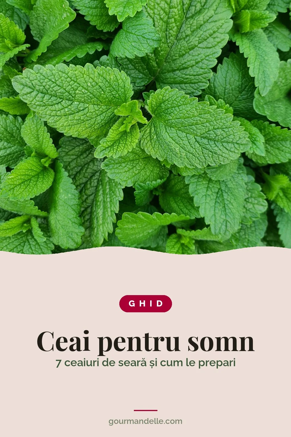 Coperta ghidului Ceai pentru somn, cu frunze proaspete de roiniță din grădină, verzi și încrețite, văzute de sus.
