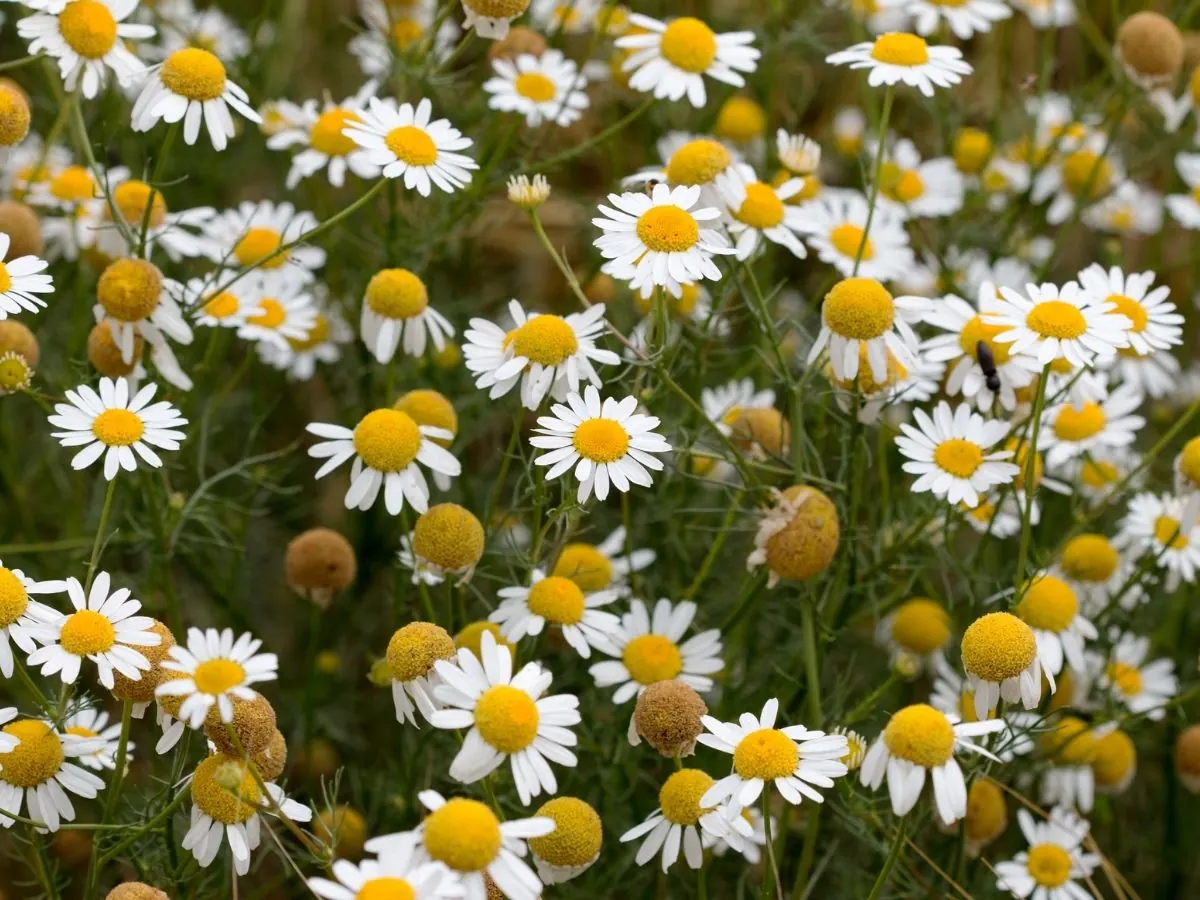 A field of chamomile flowers with white petals and yellow centres, seen up close.