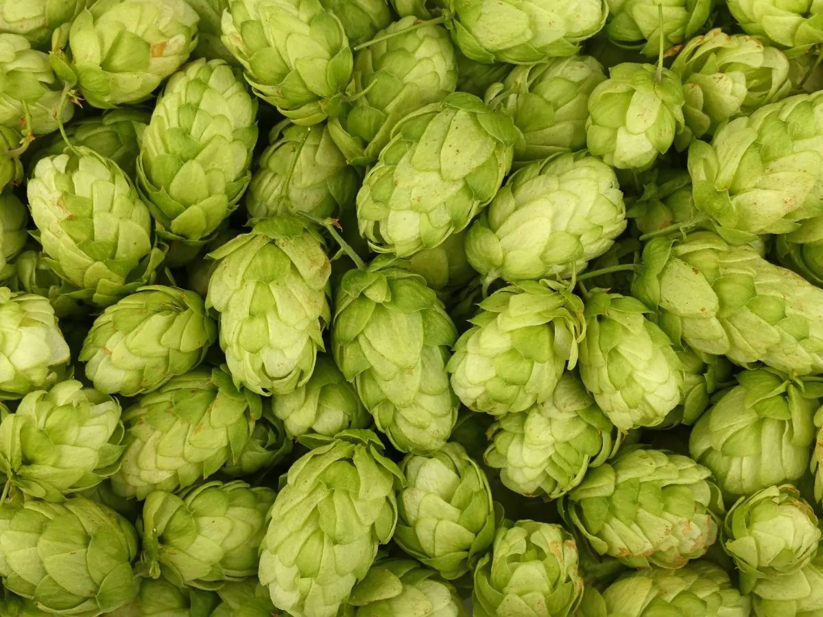 A pile of fresh green hop cones, papery and tightly layered, seen from above.