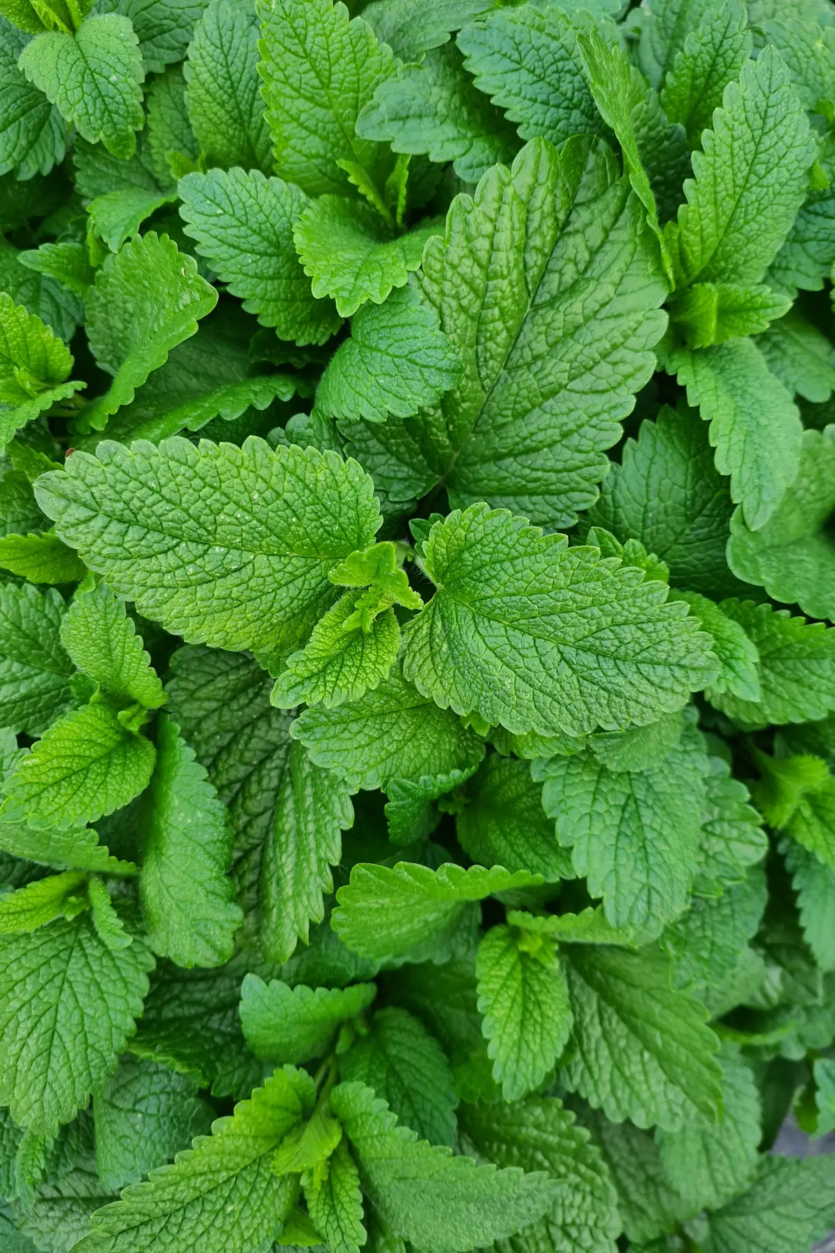 Close-up of fresh lemon balm leaves from my garden, bright green, crinkled and toothed, growing in a dense clump.