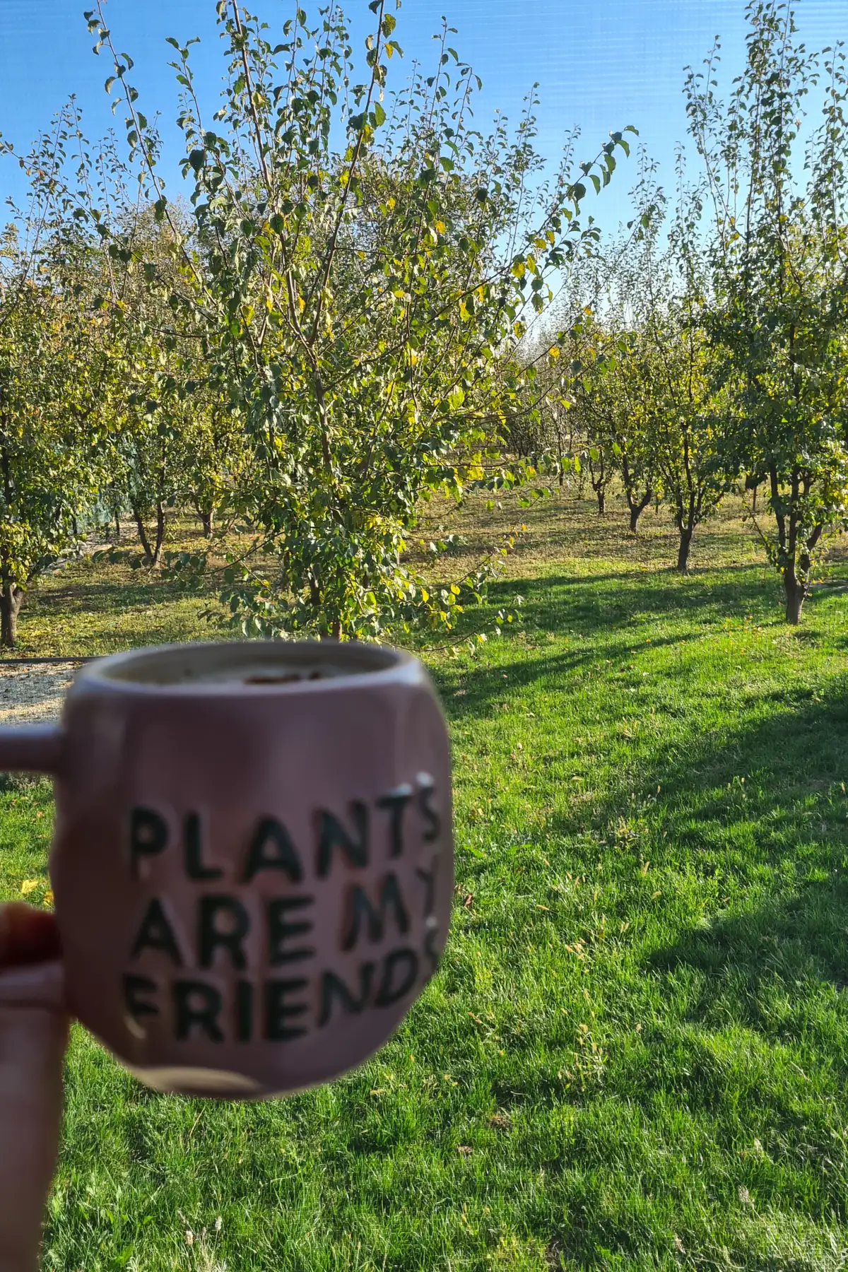 A small pink mug that reads Plants Are My Friends, held up in a sunny orchard with green grass and fruit trees.