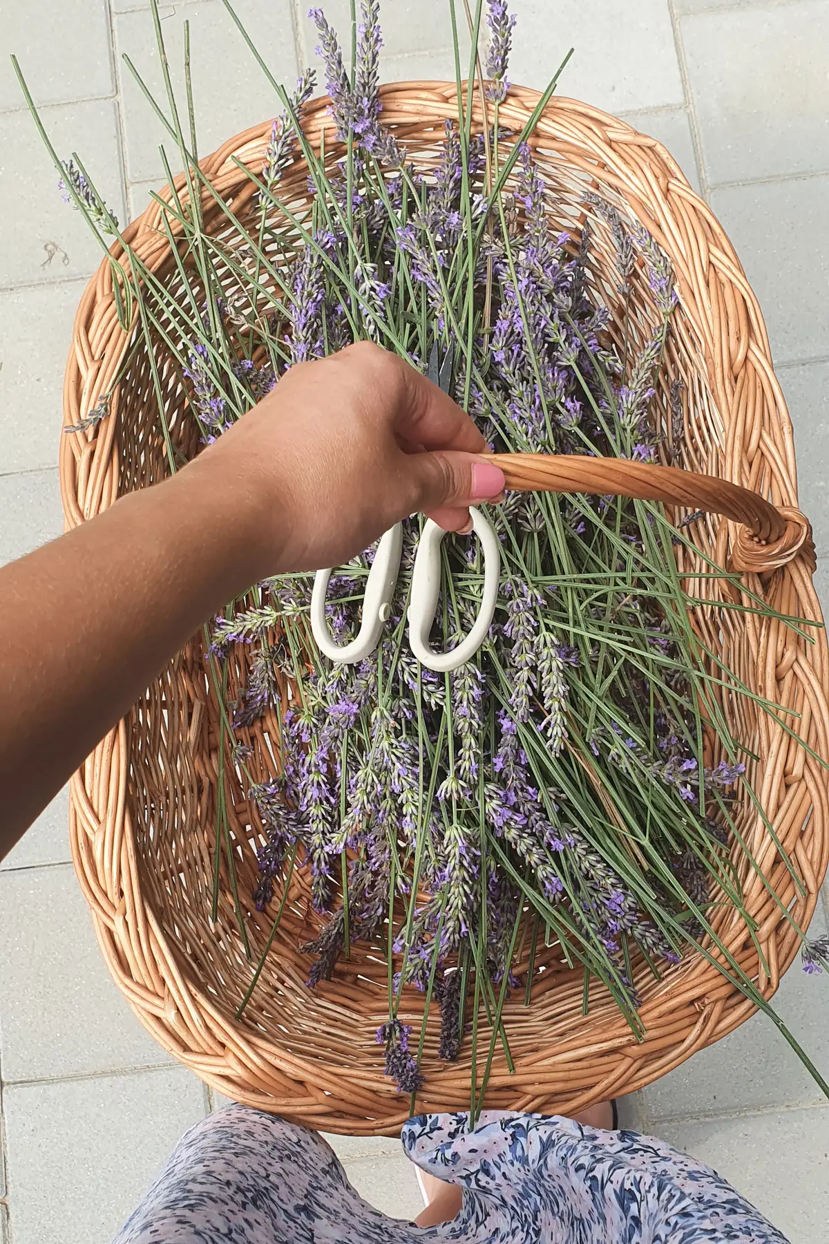 Freshly cut lavender bunches in a wicker basket, with a hand holding white garden scissors above them.