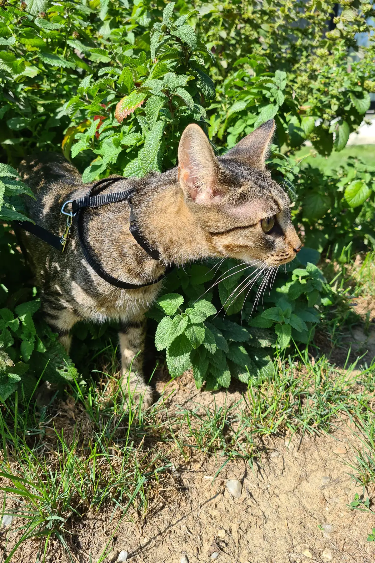 A tabby cat in a harness sniffing a lemon balm plant at the edge of a sunny garden bed.