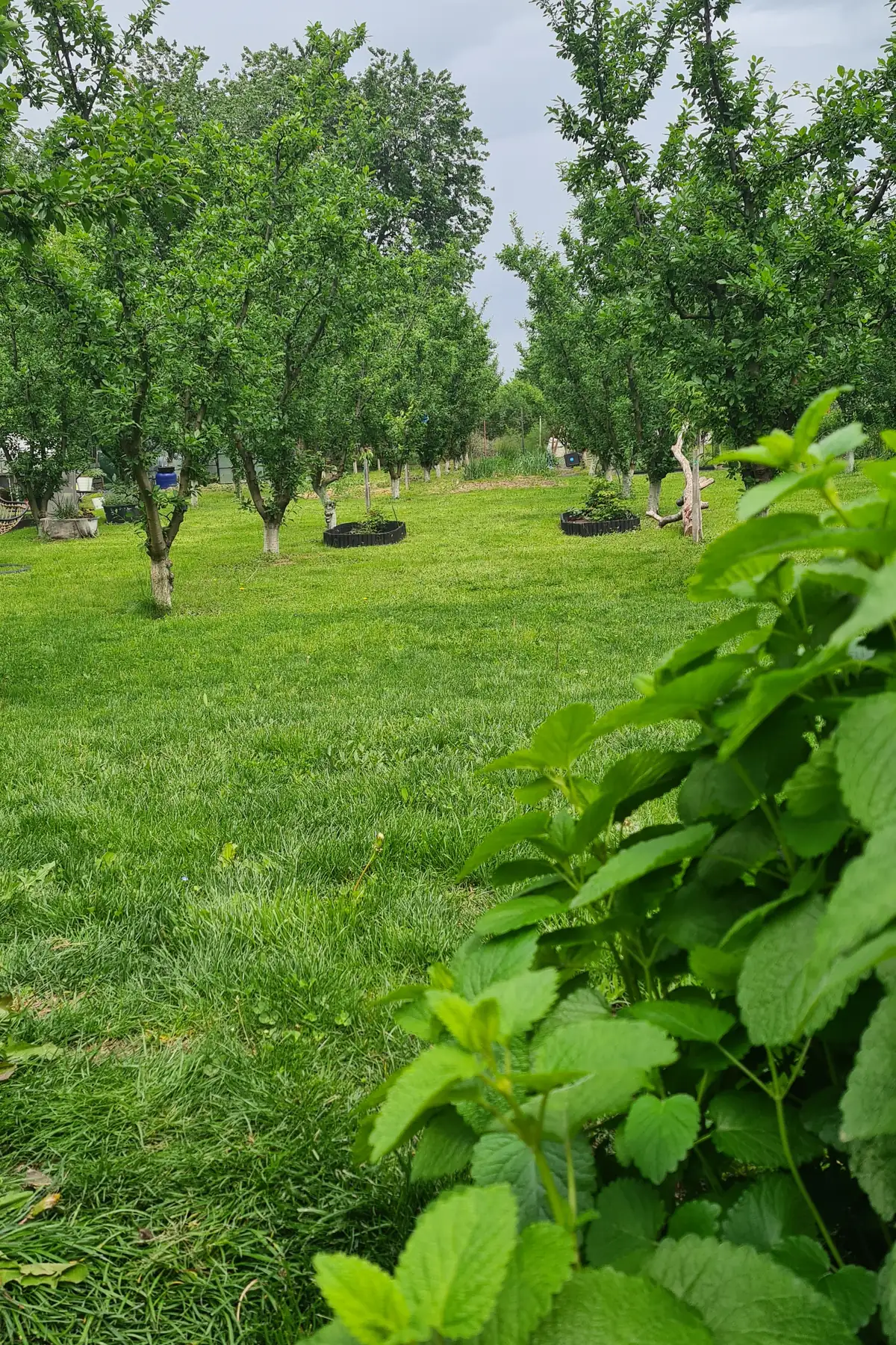 A lemon balm plant growing at the edge of a grassy orchard, with young fruit trees behind it.