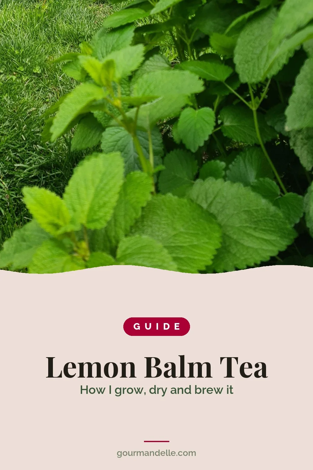Guide cover for Lemon Balm Tea, with a bushy lemon balm plant growing at the edge of a grassy garden, its bright green toothed leaves in close-up.