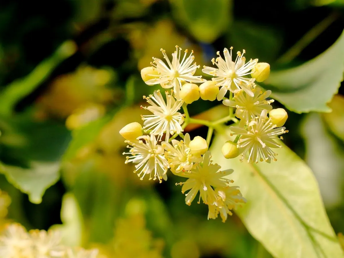 Linden blossoms, pale yellow and star-shaped, hanging among fresh green leaves on a sunny branch.