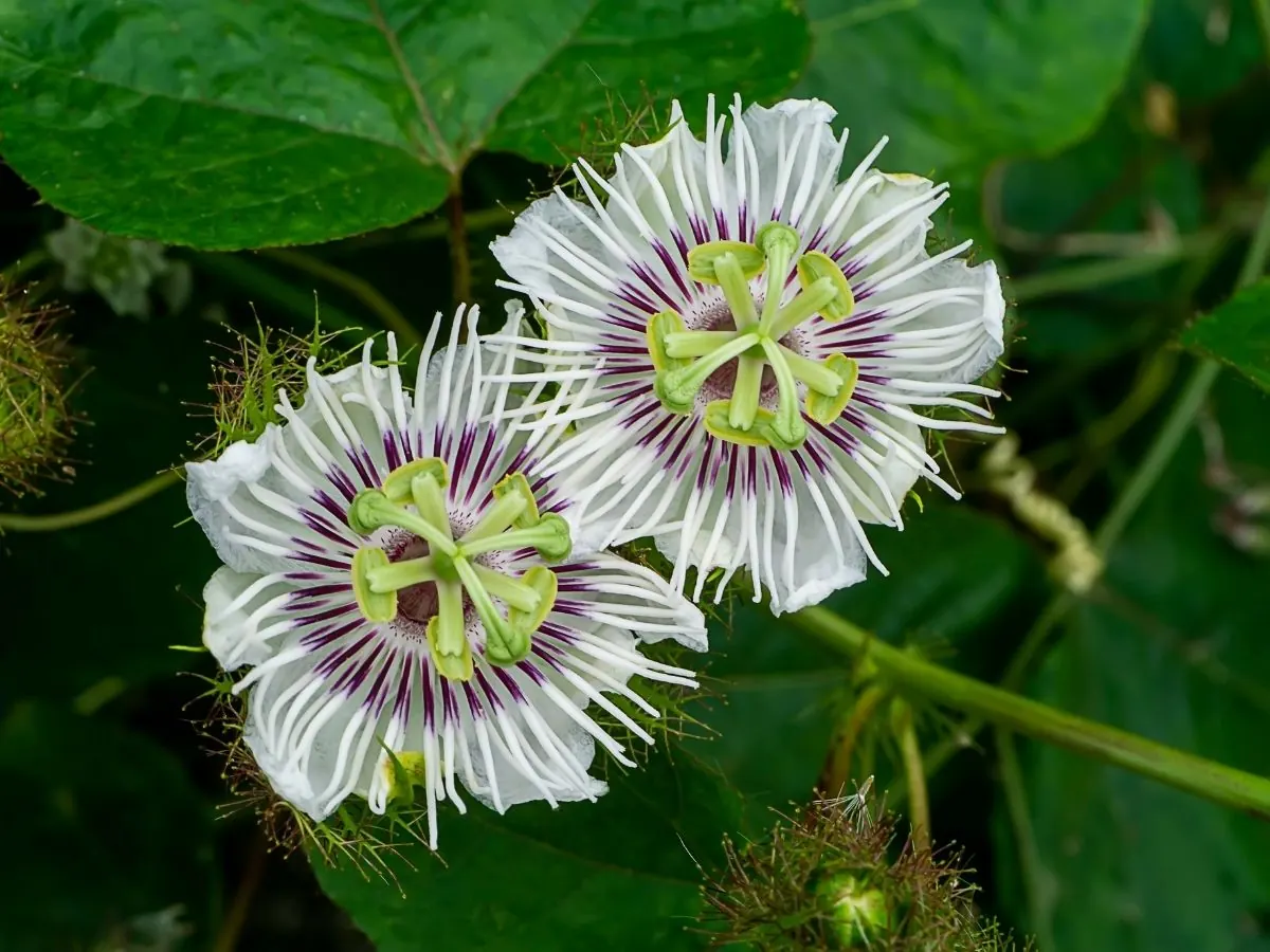 Two passionflowers with fringed white and purple petals and a green centre, among dark green leaves.