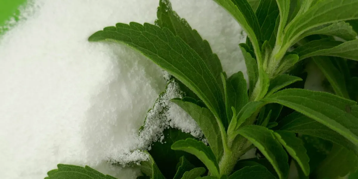 Frunze verzi, proaspete, de stevia lângă o grămăjoară de pudră albă de îndulcitor din stevia, fotografiate de aproape.